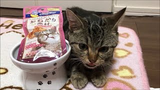 サーモンがウマすぎて止まらなくなってしまった子猫