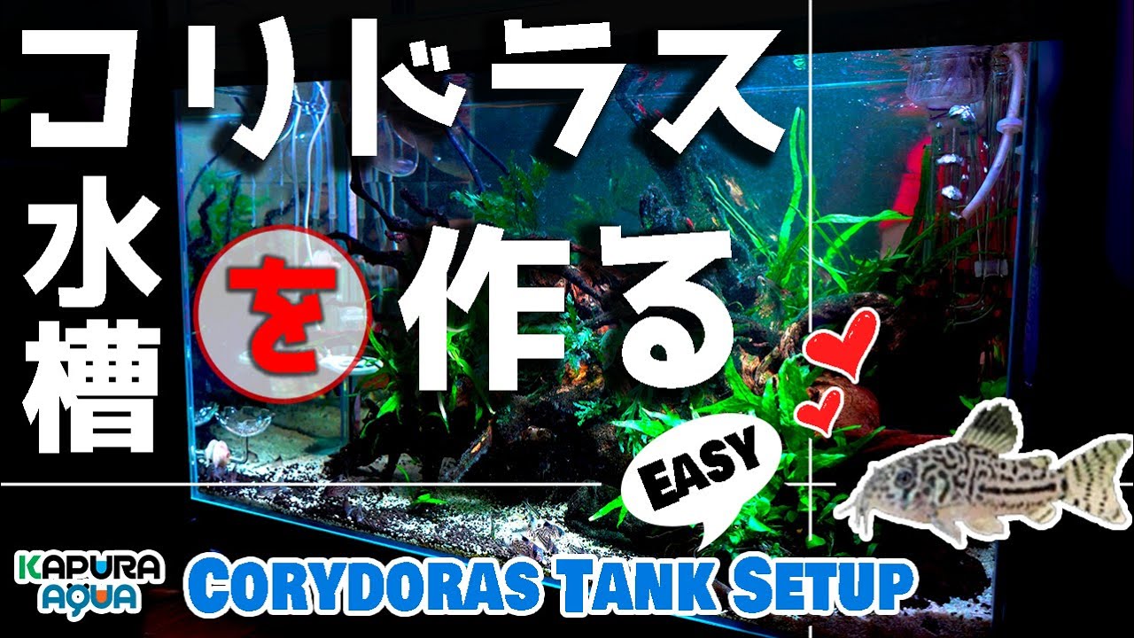 Создание резервуара с макетом Corydoras / Запуск набора Aquarium Corydoras Tank SetUP