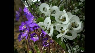 Download Lagu Johnny Earle - Mona Lisa MP3