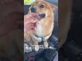 溝に落とされてキレるポメ柴