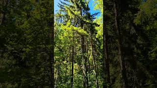 Swiss Woods | Peaceful Nature Before the Match