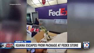 Live iguana pops out of FedEx package after man arrived to pick it up