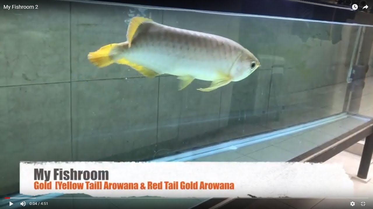 Gold (Yellow Tail) Arowana & Red Tail Gold Arowana 