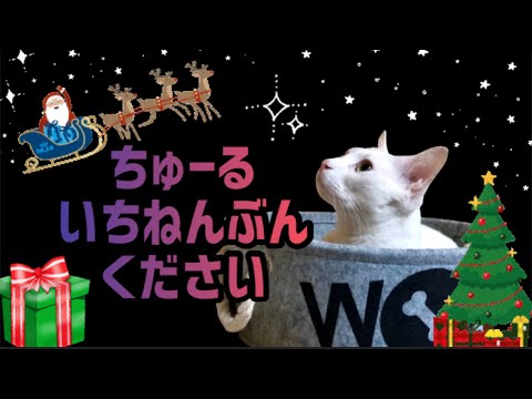 ★90ぺろ★ホーリーニャイトに大はしゃぎの猫♪