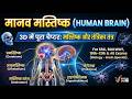 मानव मस्तिष्क (Human Brain) 3D Infographic Notes | Biology for SSC, Railway, 10th-12th &amp; All Exam