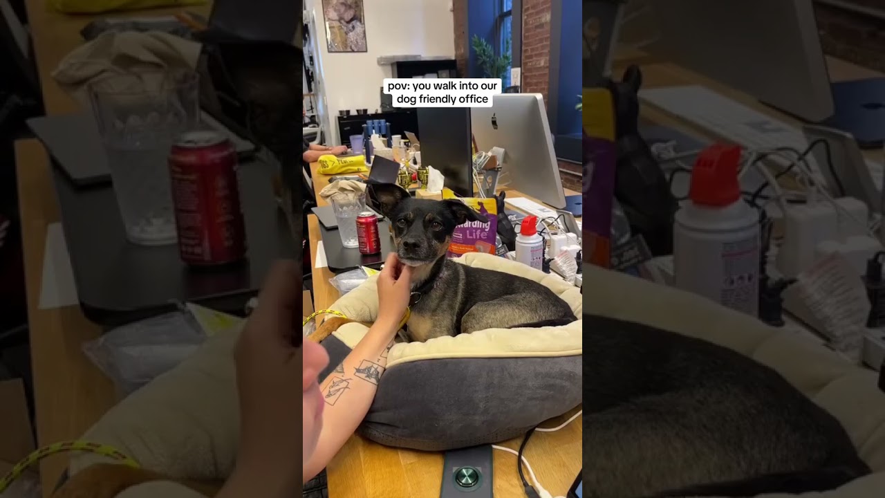 pov: you walk into our dog friendly office 