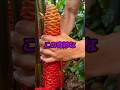 握ると液体が溢れ出る特殊な植物