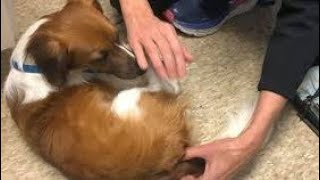 My Stepson was molesting my dog😱|porn stories|#askreddit #reddit