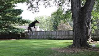 Tacoma Amstaffs Are Athletes.