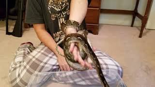 1 Year Old Super Dwarf and Dwarf Reticulated Pythons