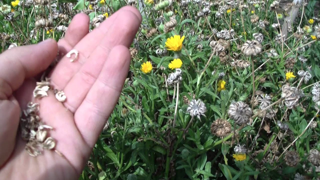 Cómo cultivar caléndulas | Plantas, image size:1280x720