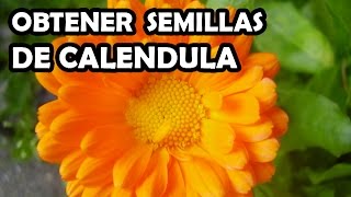 Como obtener semillas de Calendula Como obtener semillas de Calendula
