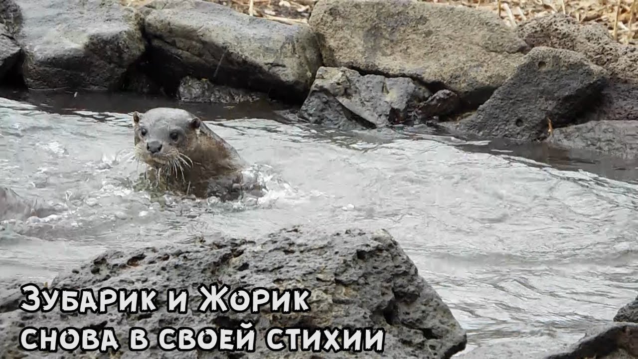 Зубарик и Жорик снова в своей стихии - YouTube