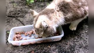 Protectors of the Streets Nourishing Runaway Kittens in the Neighborhoods of Ukraine