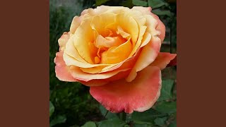 Download Lagu Toton MP3