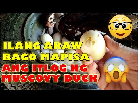 ILANG ARAW BAGO MAPISA ANG ITLOG NG BIBE O MUSCOVY DUCK |DUCK FARMING