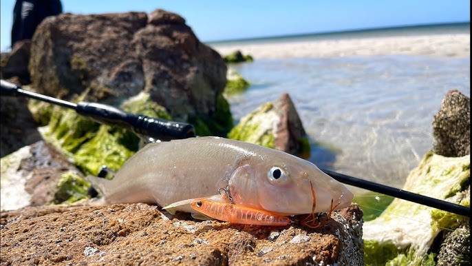 How to Catch Whiting on Lures – Daiwa Australia