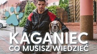 KAGANIEC dla psa  co musisz wiedzieć