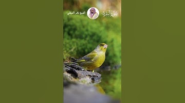 الشيخ ماهر المعيقلي الآية 214 من سورة البقرة