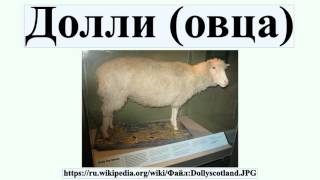 Долли (овца)