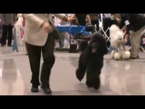 Runway Akitas: presents Canryme Poodles and Teresa...