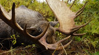 2025 11 day Alaska MASSive Bull Moose hunt