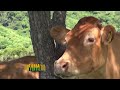 TIERRA FERTIL Ganado Limousin (6 de septiembre de 2014)