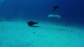 Shark Tank, Hulhumale, Maldives