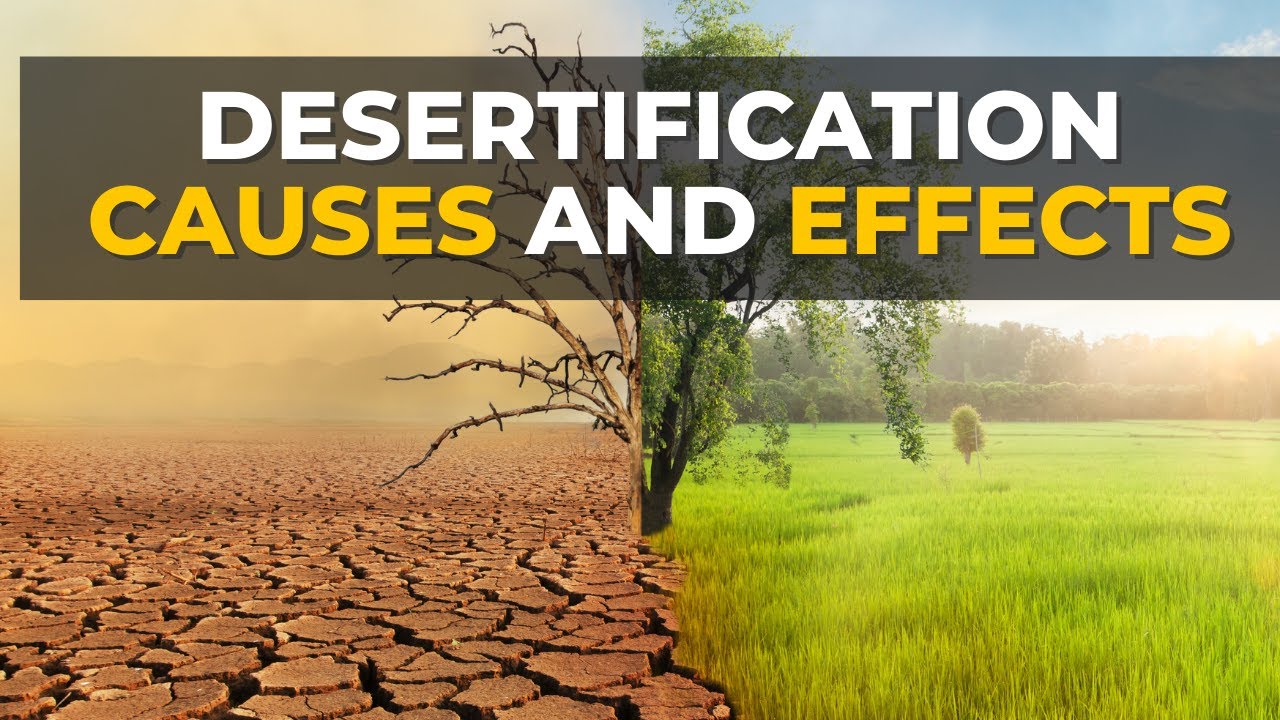 Desertification Causes And Effects Desertification What Is 