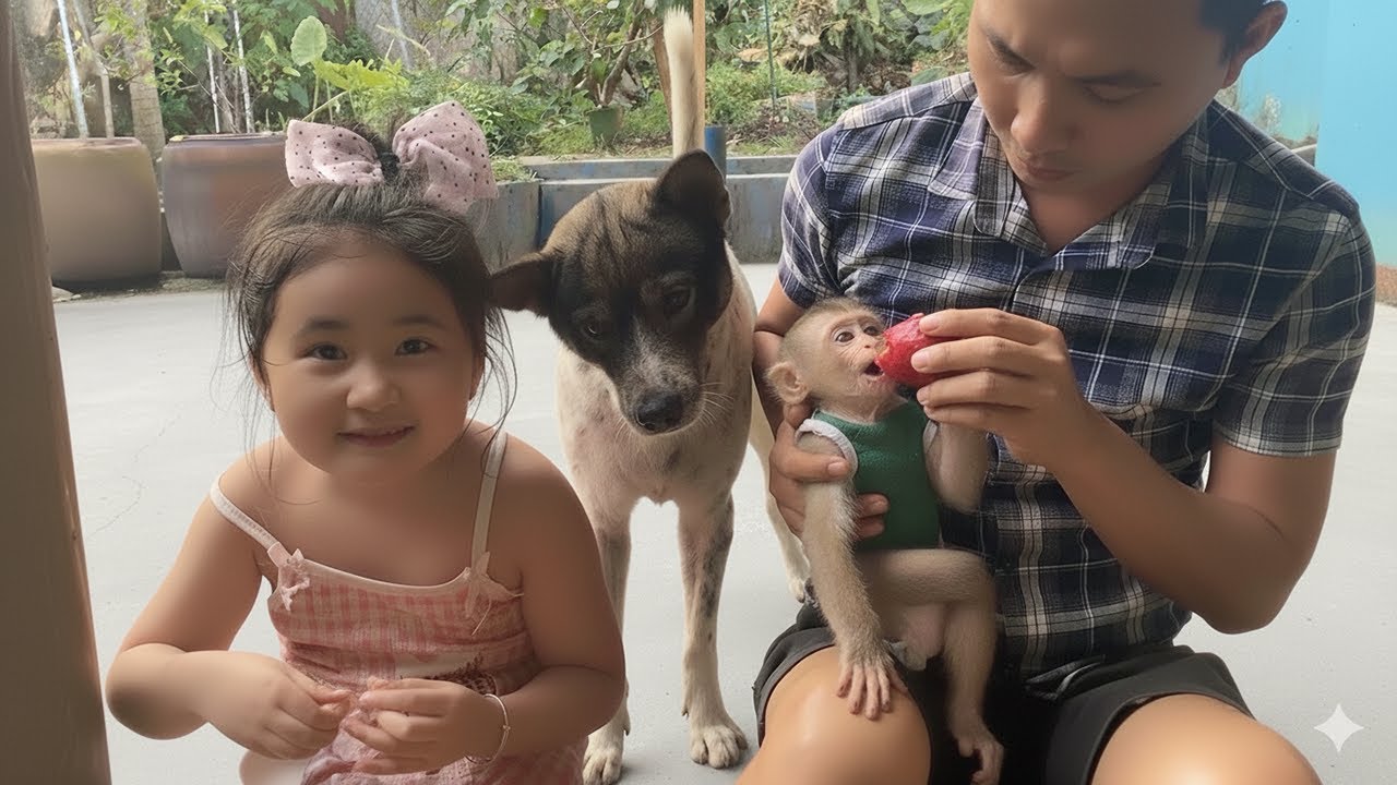 Baby Monkey Kun & Dog Dom’s Funny Reaction to New Fruit Taste!