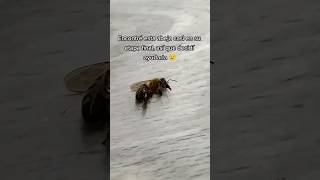 salvando una abeja