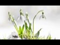 Frühlingserwachen