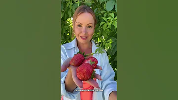 Почему мельчает клубника?