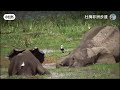 Dume Africa Trails Wildlife 2024 2025 Documentary Dume Africa Trails Wildlife 2024 2025 Documentary