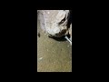 🔴【LIVE】Diving to catch big fish on the seabed 🦞2026-06-15🦀P02