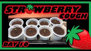 Day 10 - Strawberry Cough Homegrownworld Kyle kushman - kratkymethod hydroponics