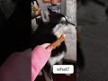 Funny moments of animals #petshorts #animalfailsfunny #animals being derps #funny pet fails