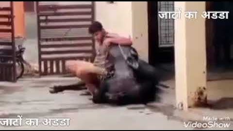 #jaat #desijaat#jaatattitude #desiattitude #jaatpower #rudiyaaalajaat Jaat Attitude VideoJAAT#shorts