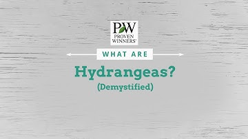 Hydrangea Q&A | Understanding the 6 Types of Hydrangeas with Proven Winners®