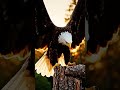 The definition of majestic power. 🦅
