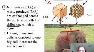 BI 101 Chapter 4 PowerPoint Outline