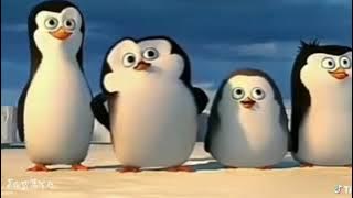 MEME PINGUIN BANSOS & PINGUIN LOLY NYASAR.