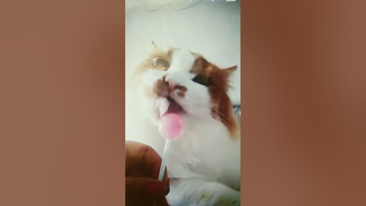 нам нам нам нам нам нам нам нам - YouTube
