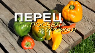 Выращивание ПЕРЦЕВ от посева до урожая! Советы от ЗЕЛЕНОГО ОГОРОДА!