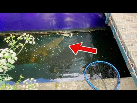 Huge pike, over a meter long, eats the perch I just caught!!