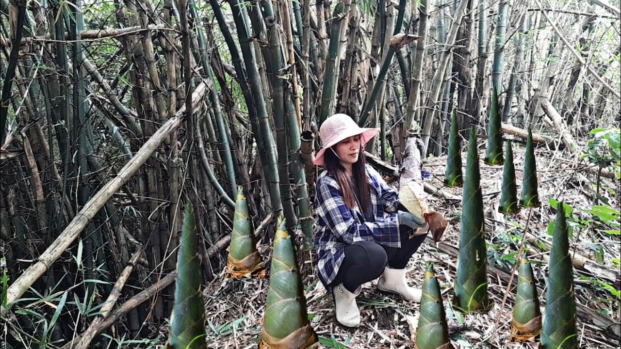 Harvesting BAMBOO SHOOT in the forest and Prepare Bamboo Shoot for