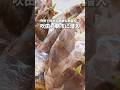 朝市で吹田産野菜をゲット!【吹ちゅ~ぶ】#short