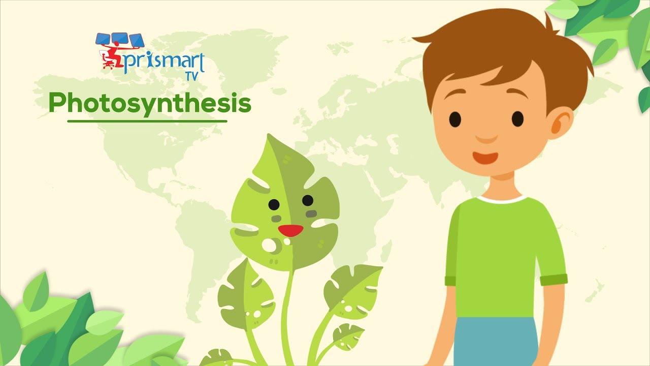 how plant make food Photosynthesis YouTube