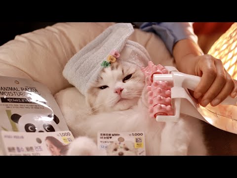 다이소 꿀템으로 풀코스 마사지 ASMR!  Dollar CatTree Spa Day 가장 합리적인 가격으로 최상의 고양이 전용 에스테틱 /Roleplay/ 후시녹음 / 목욕/ 스파