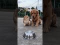 short#trending funny dogs #Cet And Dog 🐕 comedy 🐱 viral #news India YouTube
